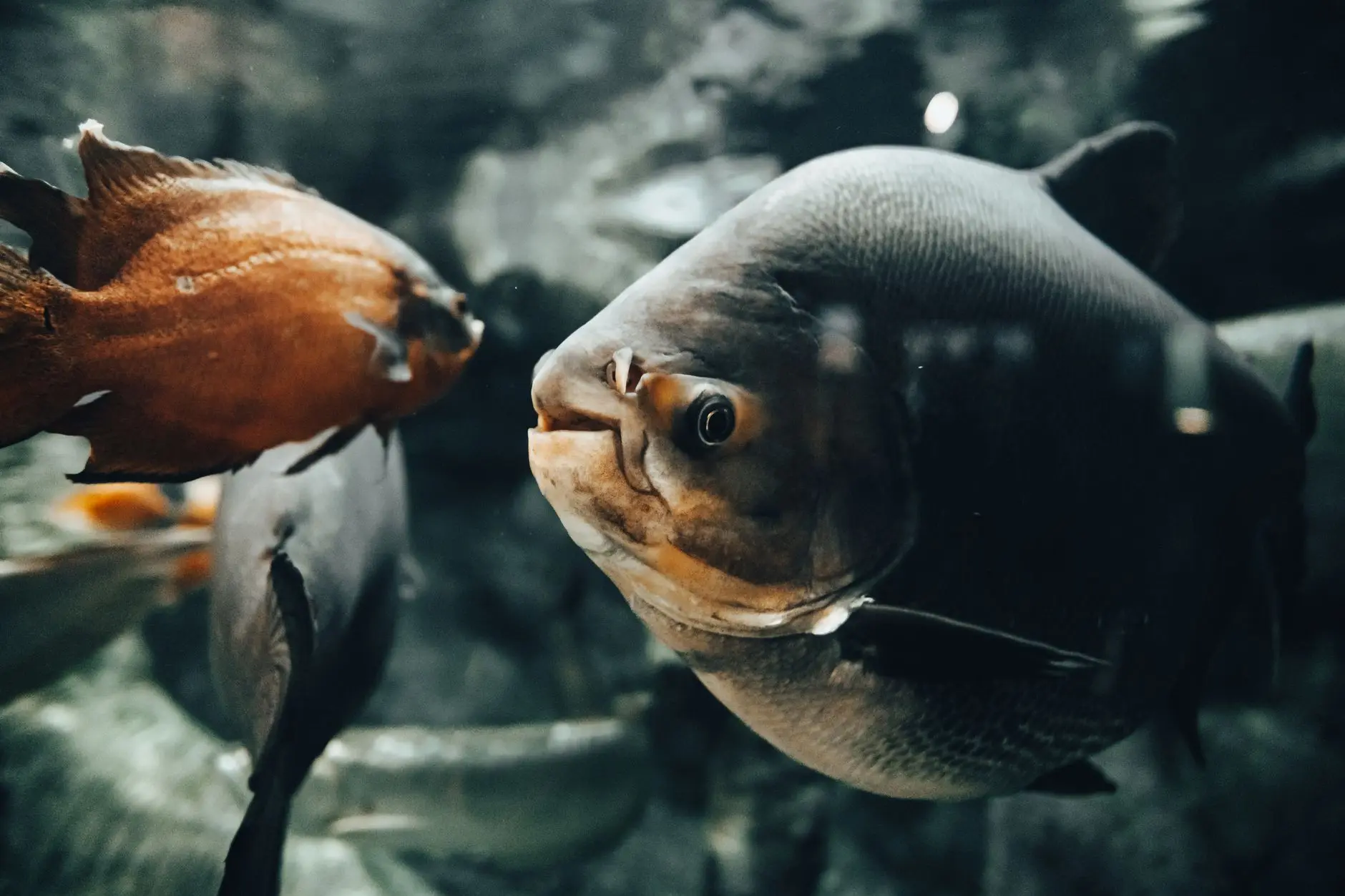 山西水族店加热棒安装维护要点及常见故障处理指南正文配图 1