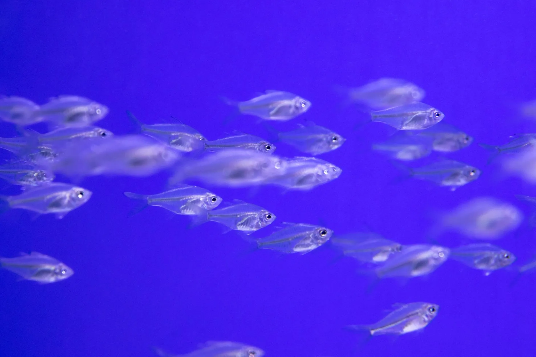 太原水族箱水质稳定关键技术要点与常见问题处理方案正文配图 1
