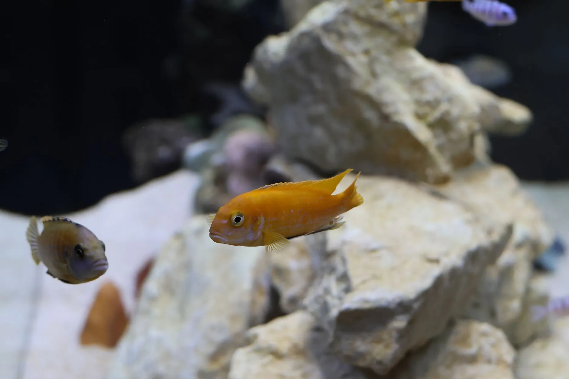 山西水族箱市场观察:大型观赏鱼缸的选购与养护技术要点正文配图 1