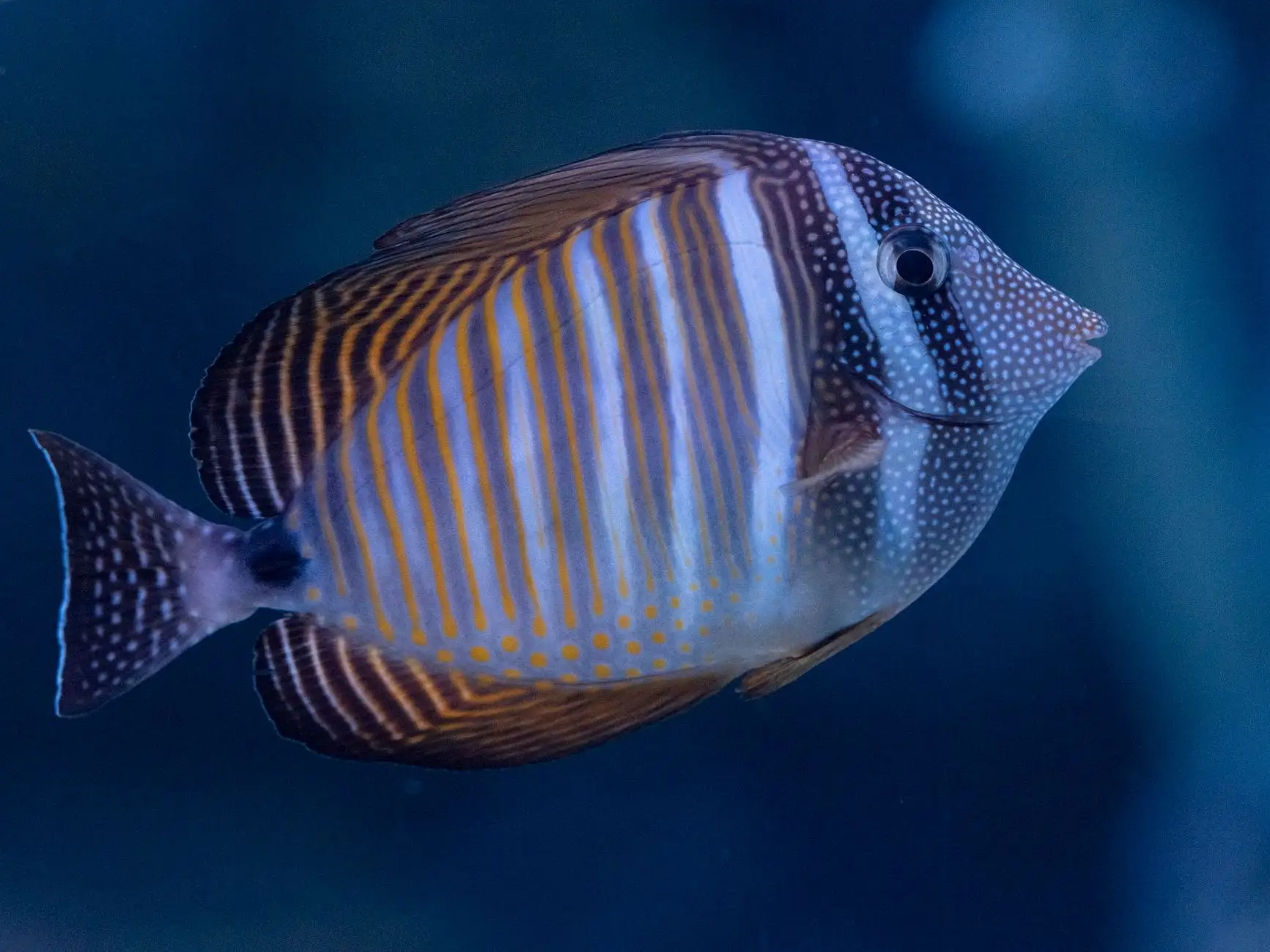 水族箱光照方案设计:鱼缸灯选购要点与太原市场主流配置解析正文配图 1