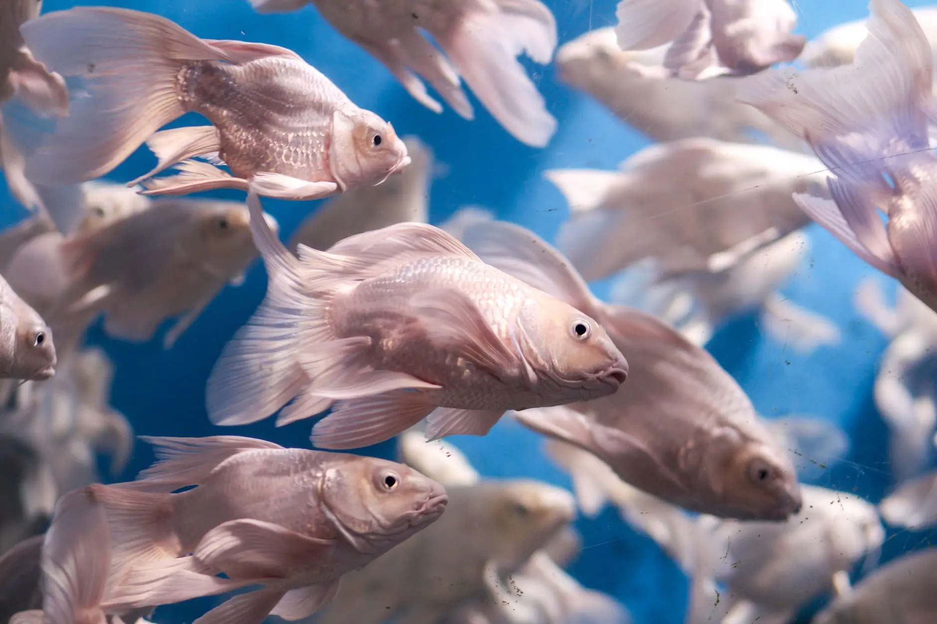 山西水族箱市场趋势:家用观赏鱼养殖设备选购要点解析正文配图 1