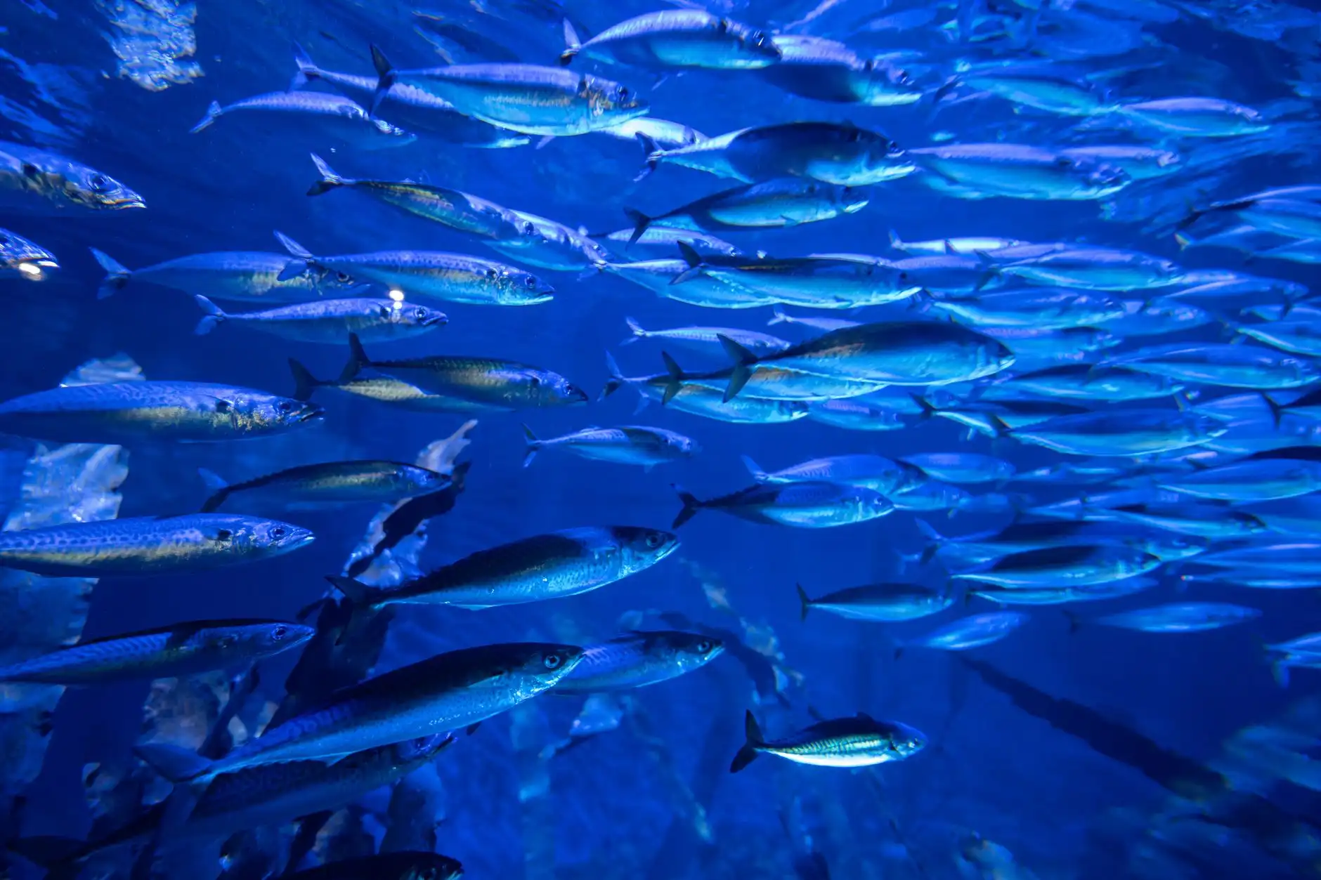 太原水族箱过滤器选型指南:流量匹配与维护周期详解正文配图 2