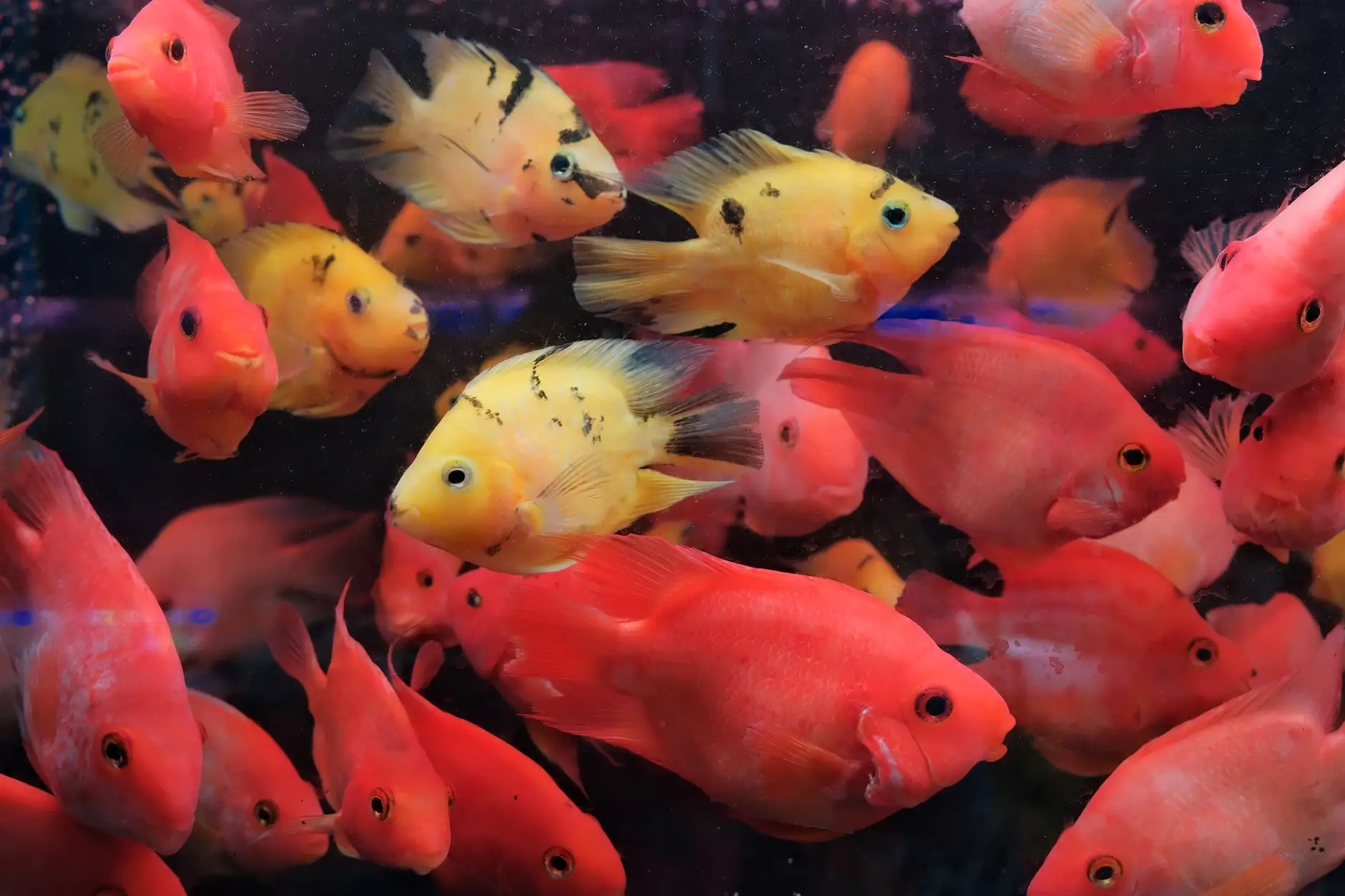 太原水族箱过滤器选购指南:型号参数与适用场景分析正文配图 1