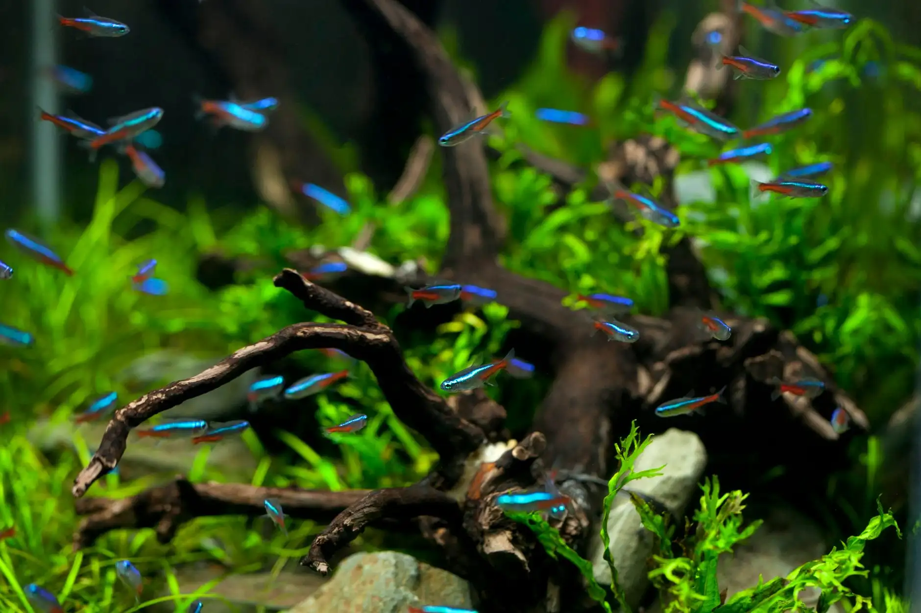 水族箱过滤器选型指南:不同过滤方式对水质维护的效果对比正文配图 2