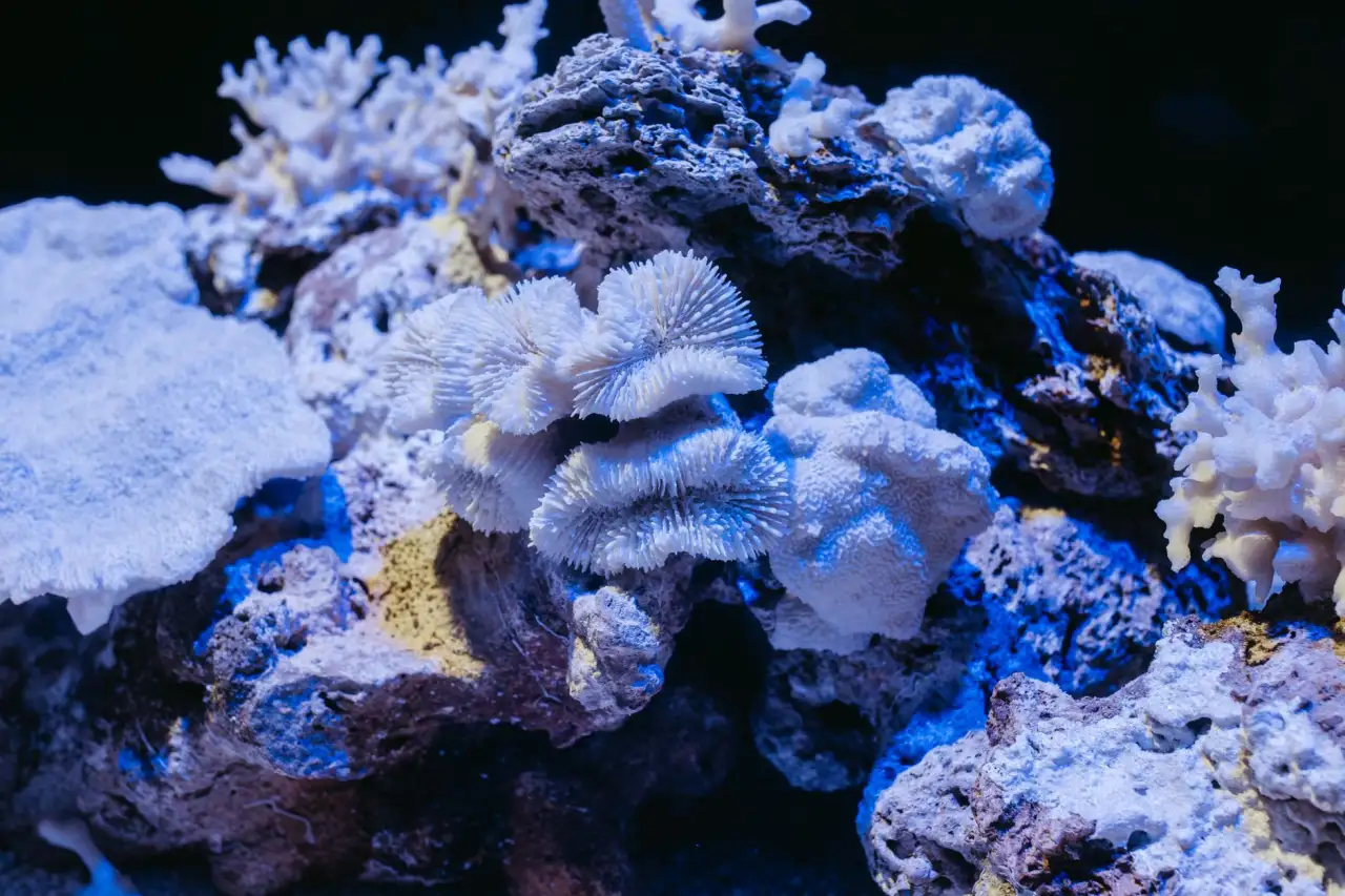 山西水族箱市场趋势:2025年观赏鱼养殖设备选型指南正文配图 1