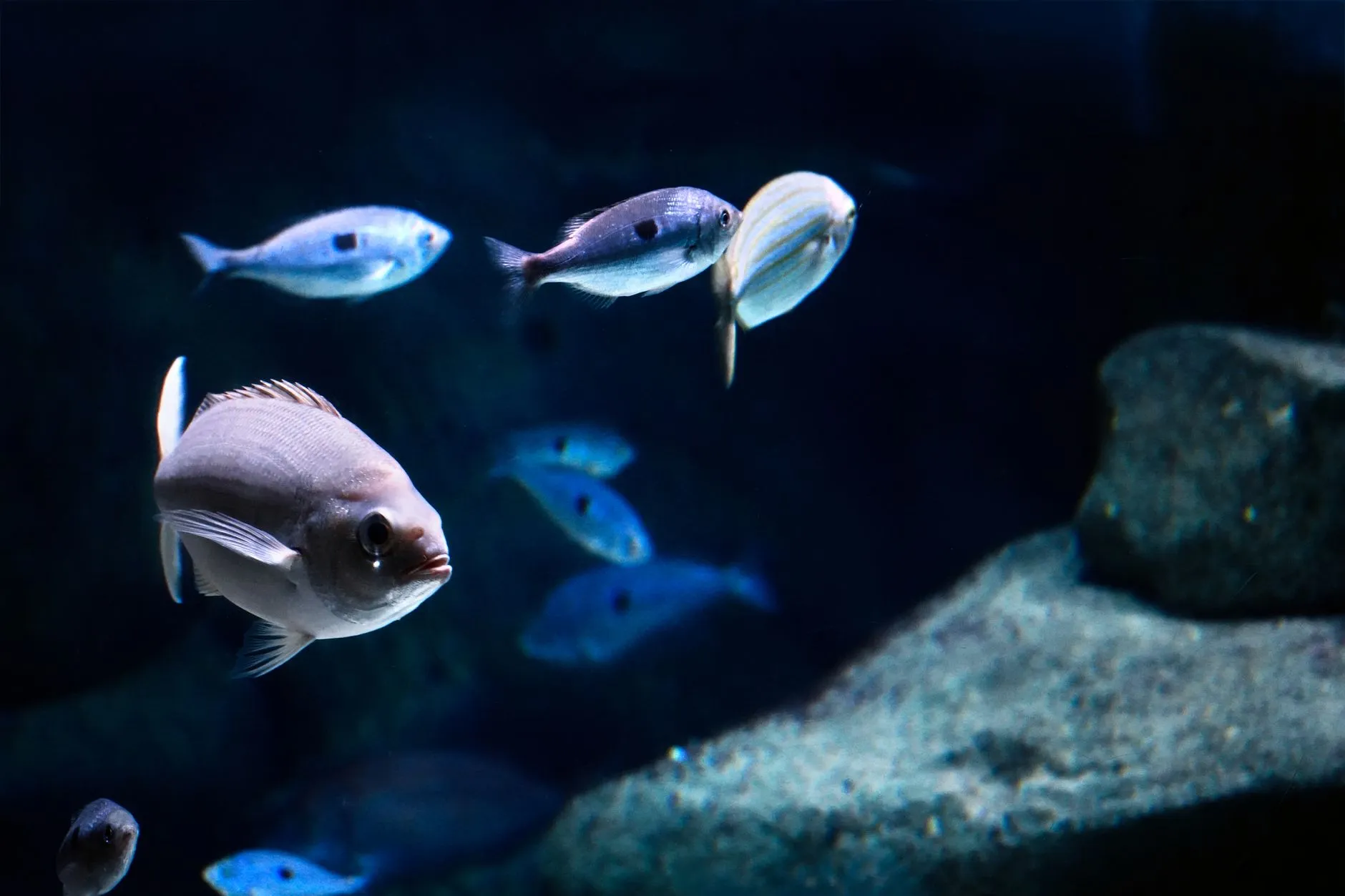 太原水族箱选购指南:从玻璃材质到过滤系统的完整解析正文配图 1
