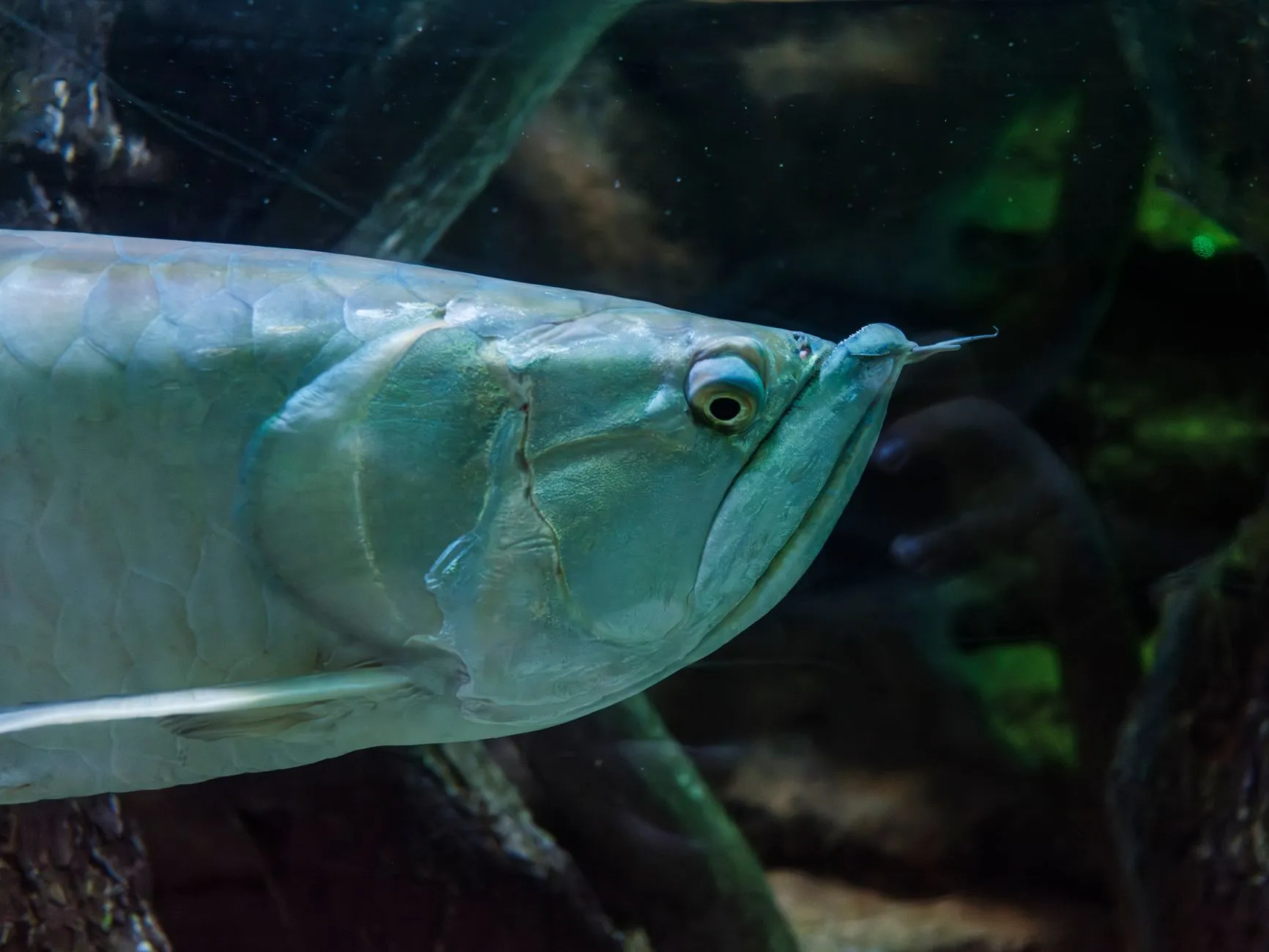 山西地区水族店设备采购指南:鱼缸过滤器与加热棒选配方案正文配图 1
