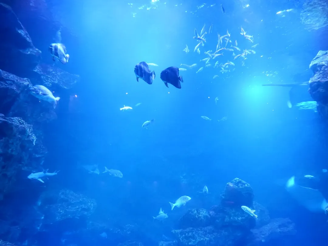 太原众顾商贸水族箱过滤器与加热棒配套选型指南正文配图 1
