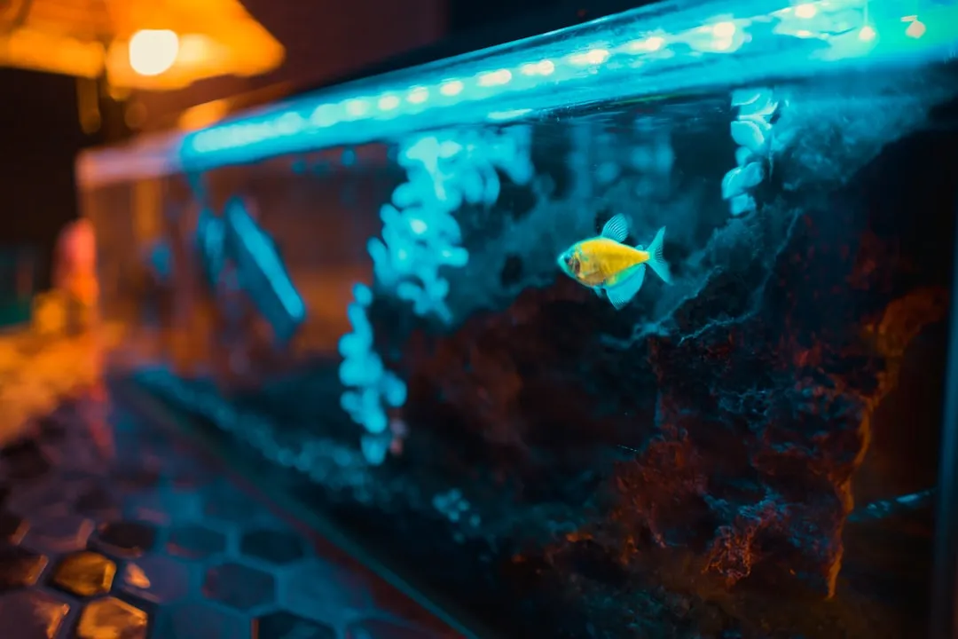 山西水族店采购指南:鱼缸过滤器与加热棒选型要点正文配图 2