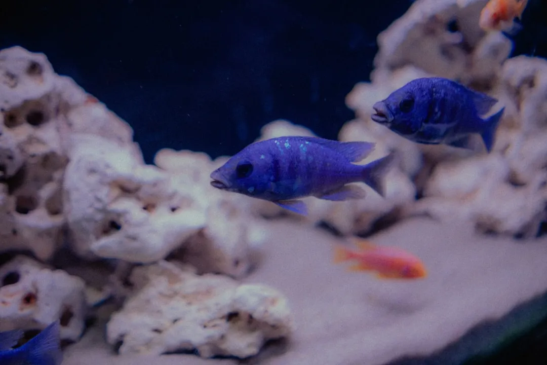 太原众顾商贸水族箱过滤器与加热棒产品线参数对比分析正文配图 2