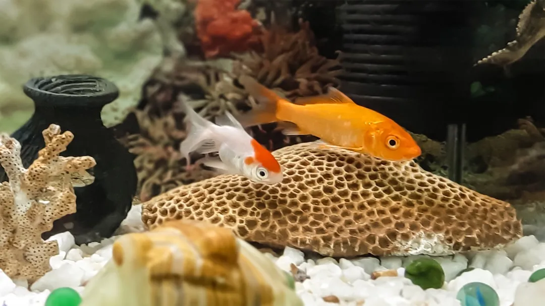 太原水族箱过滤器选型指南及冬季运行维护要点正文配图 2