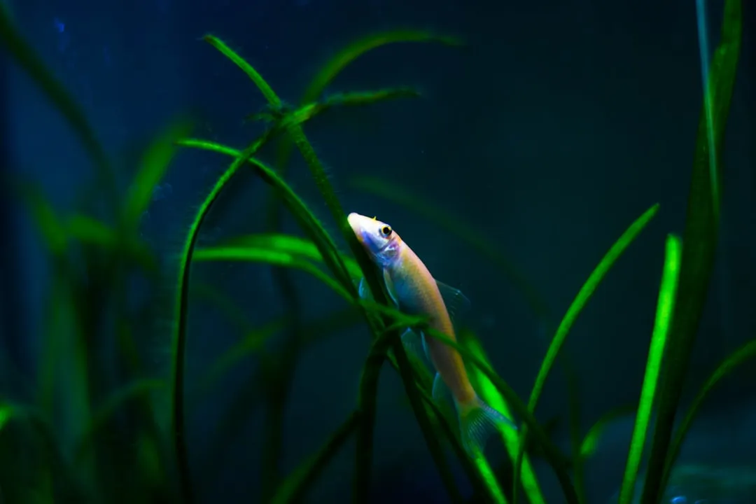 山西地区水族店设备采购指南:鱼缸过滤器与加热棒选配方案正文配图 2