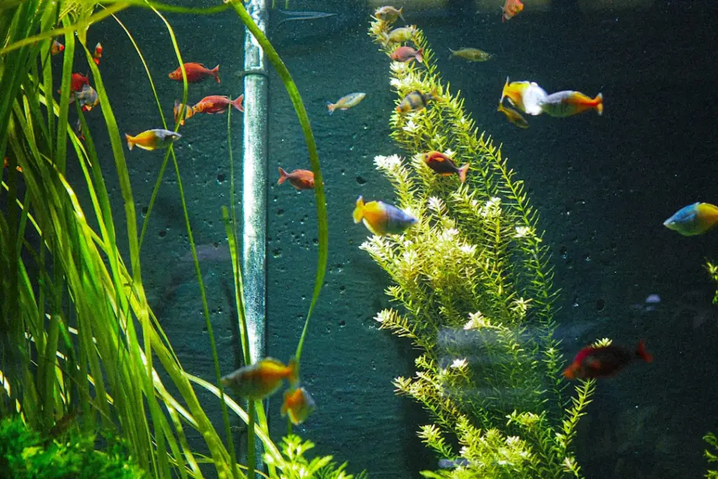 山西地区观赏鱼养殖水族箱设备成套配置方案指南正文配图 2