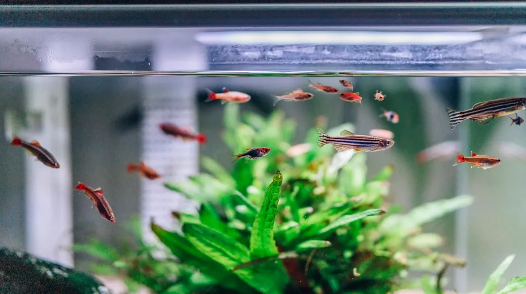 太原观赏鱼缸水族箱选购指南:尺寸、材质与过滤系统的匹配要点正文配图 1