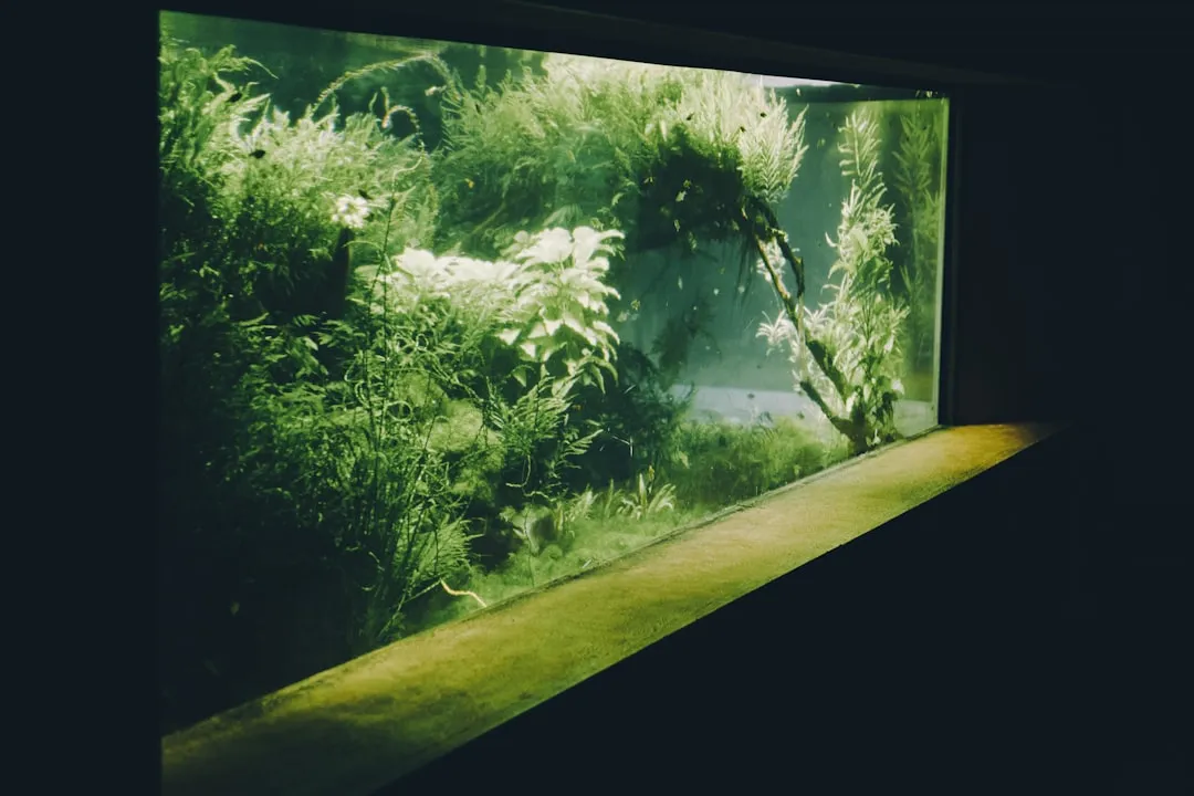 山西水族箱市场趋势:2025年观赏鱼养殖设备选型指南正文配图 2