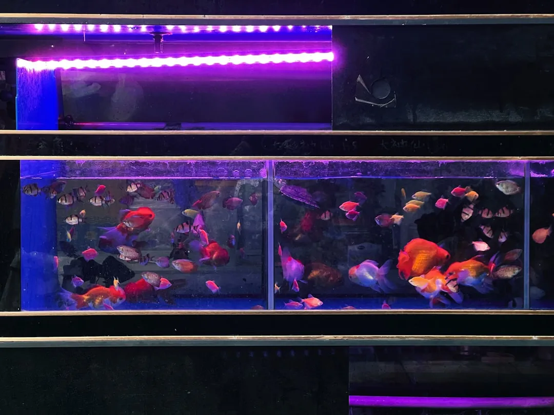 山西水族店鱼缸设备配套方案:从过滤器到加热棒选型指南正文配图 2