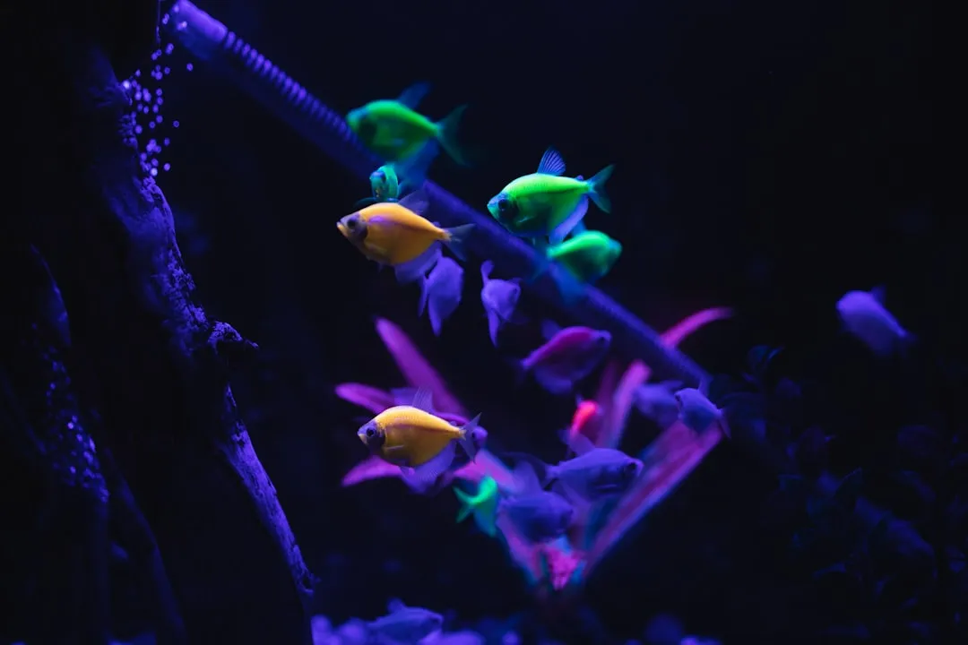 太原众顾商贸解析水族箱过滤器选型要点与维护周期正文配图 2