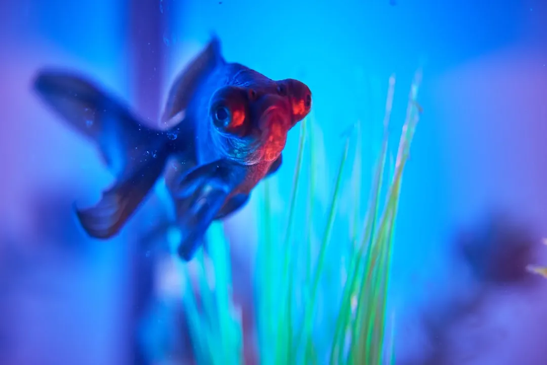太原众顾商贸水族箱过滤器选型指南:流量与滤材搭配要点正文配图 1