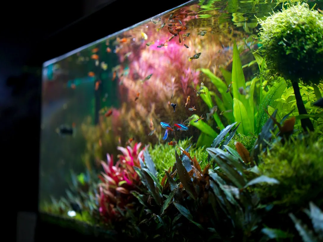 山西地区观赏鱼养殖水族箱设备选购指南:从过滤器到加热棒正文配图 2