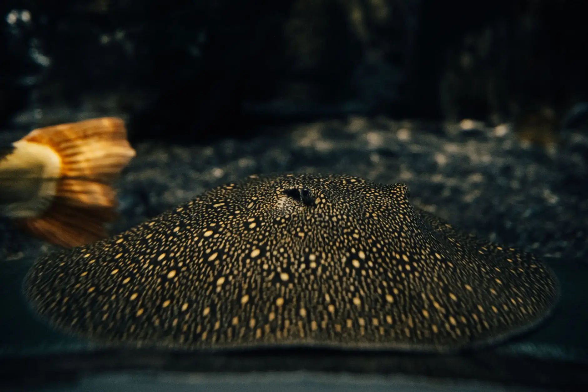 太原观赏鱼缸水族箱选购指南:尺寸、材质与过滤系统的匹配要点正文配图 2